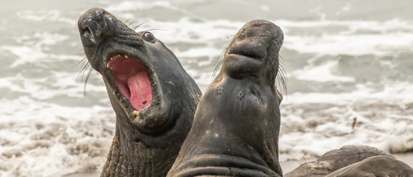 Two elephant seals on the beach