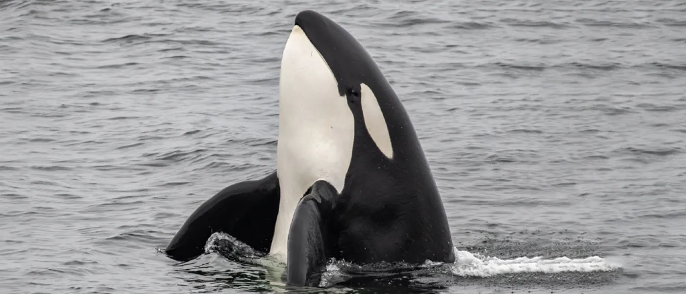 Orca whale breaching the ocean