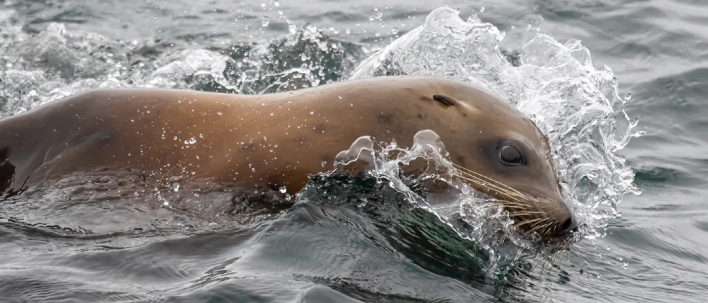 Seal swimming against the current