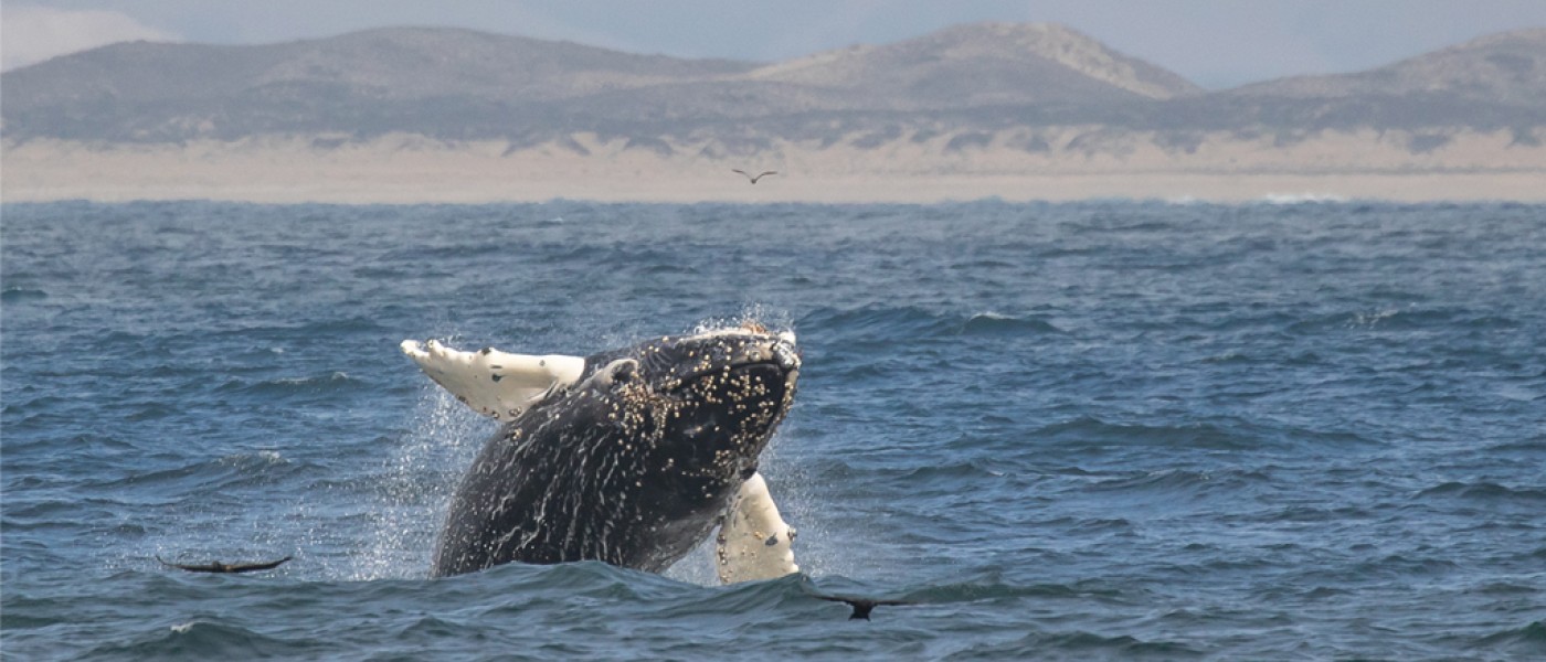 Humpback whale breaching the ocean