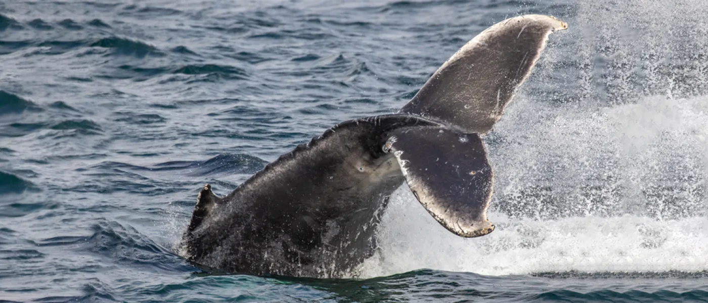 Humpback whale tail seen on the Monterey Bay Whale Watch