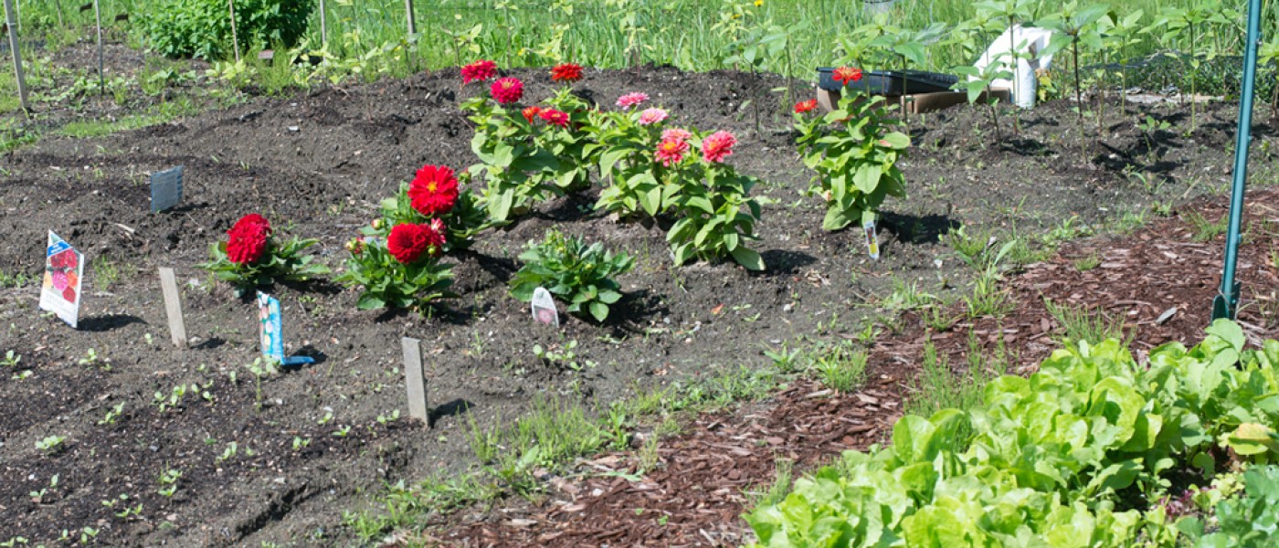 Red and pink flowers, and lettuce, growing in the community garden