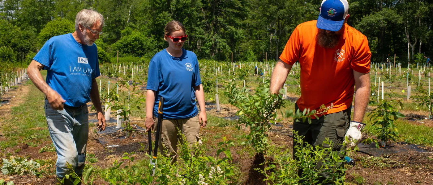 U N E students and faculty members check the chestnut trees