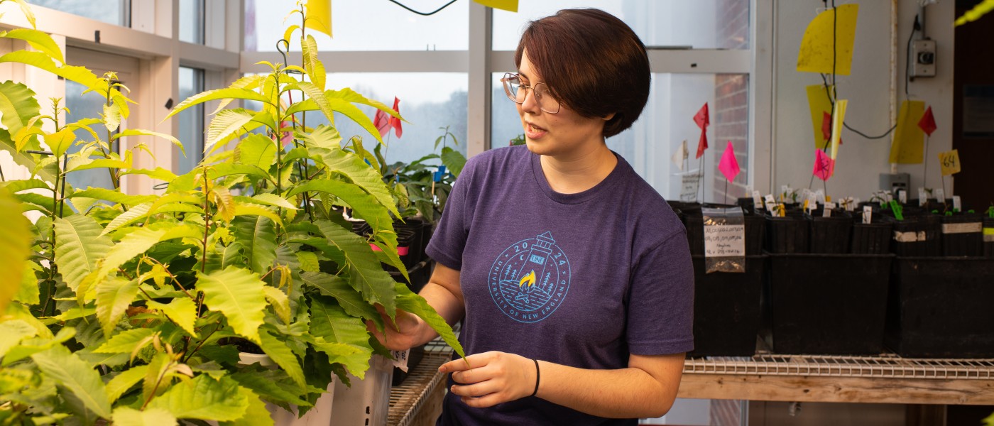 U N E student Virginia May examines chestnut trees in a lab