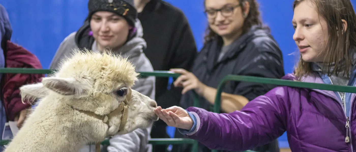 A student pets an alpaca during a wellness event