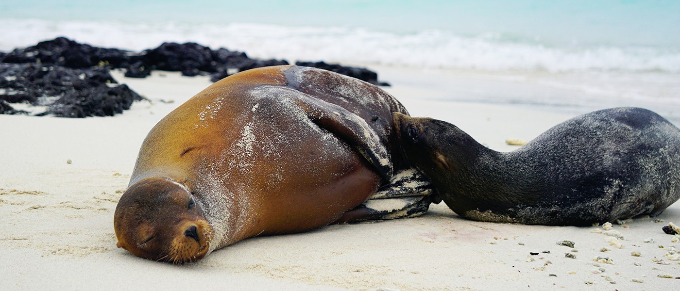 Seals in Galapagos