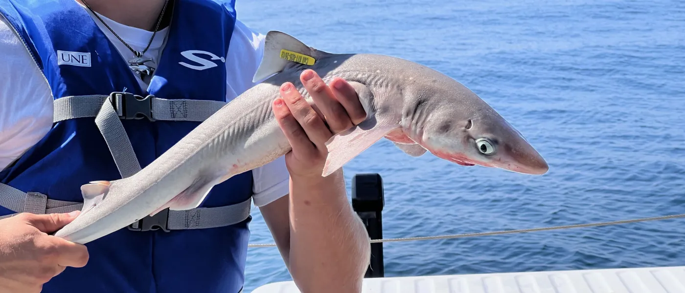 Shark bycatch reduction research