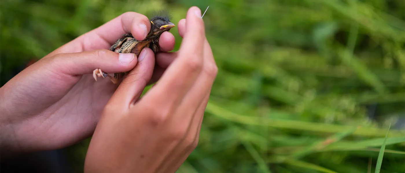 A pair of hands holds a baby bird surrounded by tall green grass