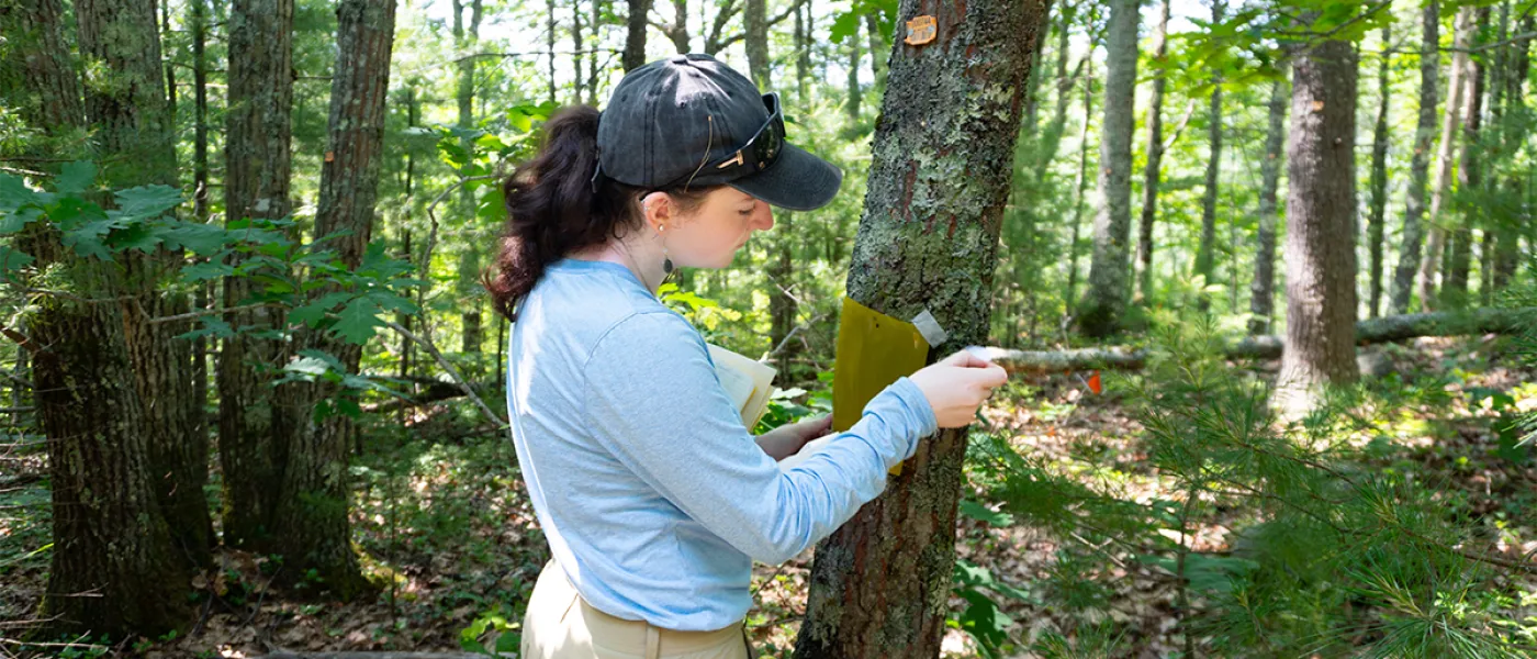 A student posts a yellow sheet to a tree in the middle of a green forest as part of research on local insects