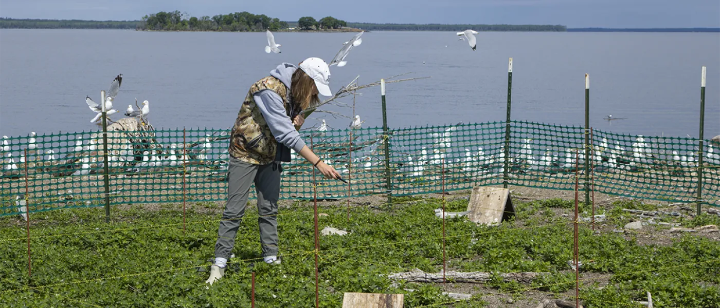 Numerous seagulls fly around an environmental science student standing by the ocean