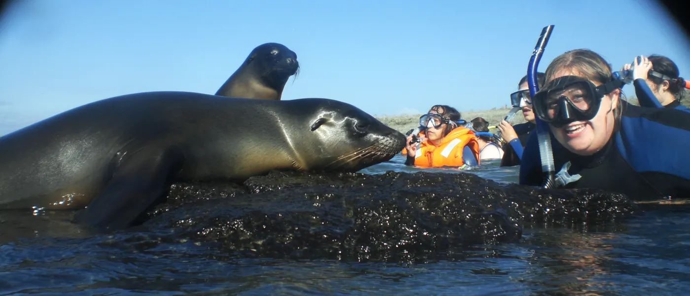 U N E student Ashley Powenski comes face to face with a seal in the Galapagos Islands