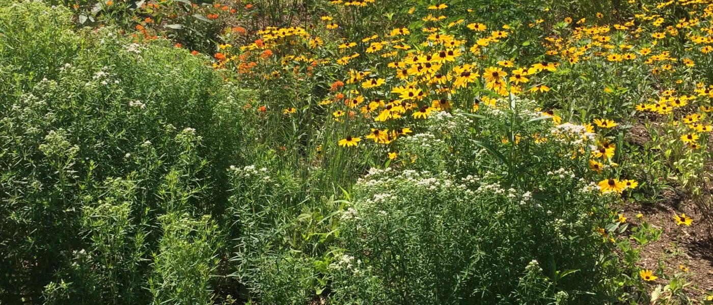 Native Prairie Garden