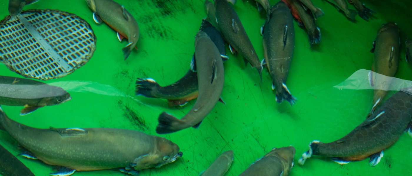 Arctic char swim in a green aquaculture pen