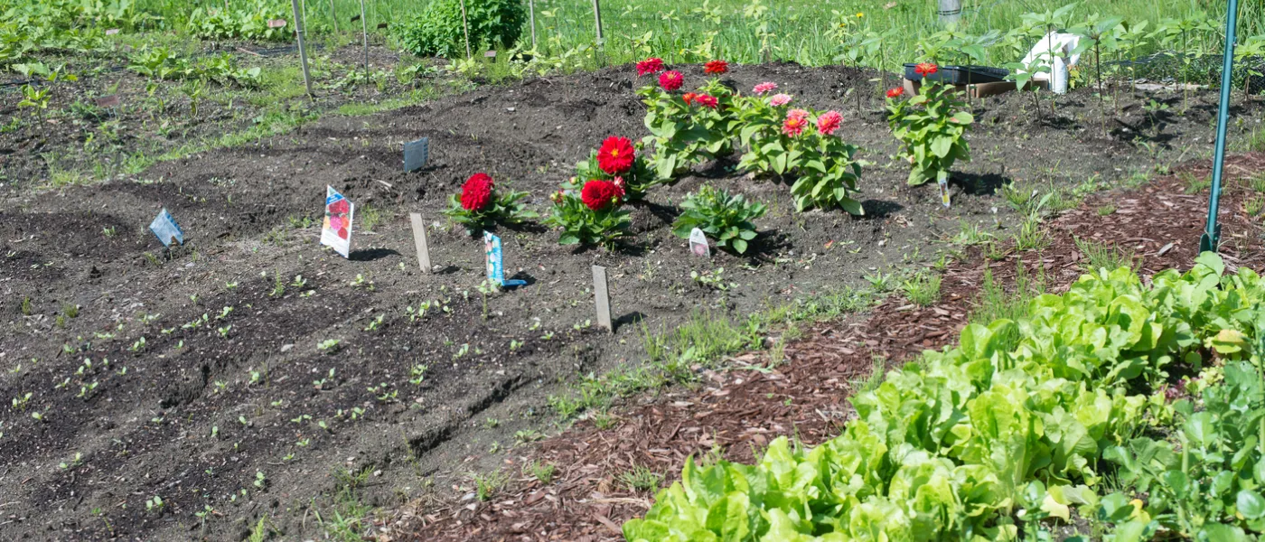 community garden plants