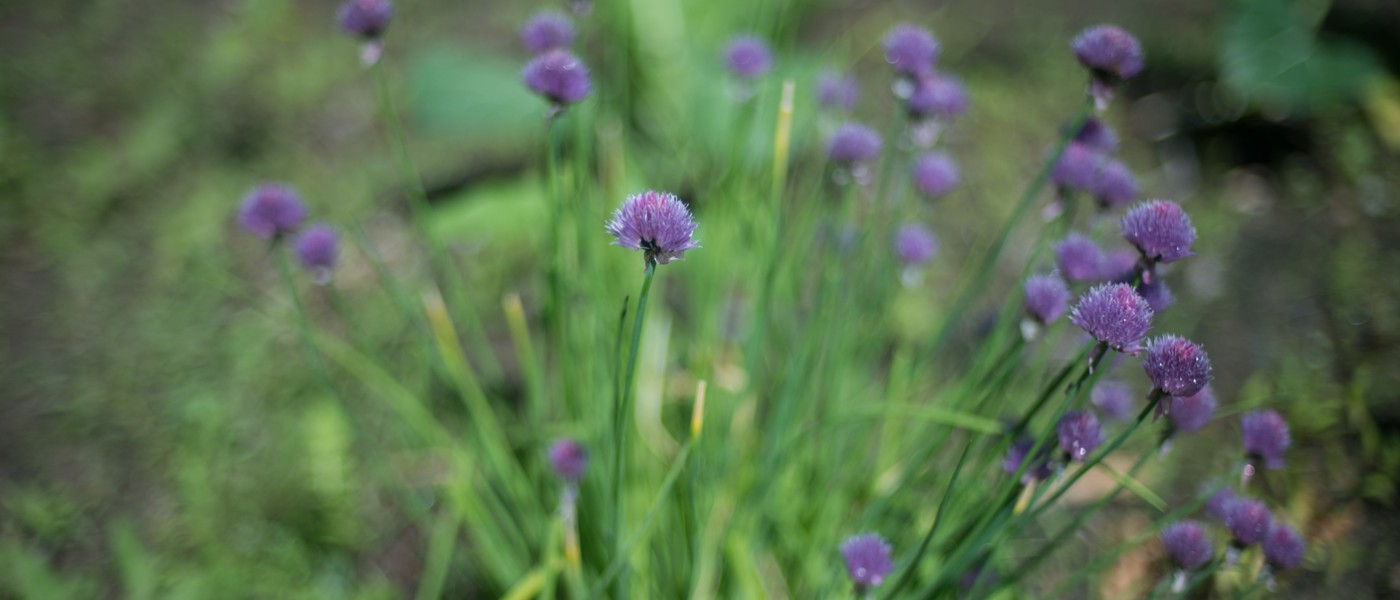 community garden purple flowers