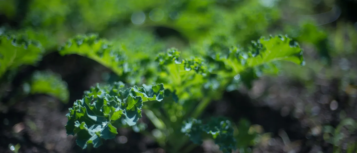community garden kale