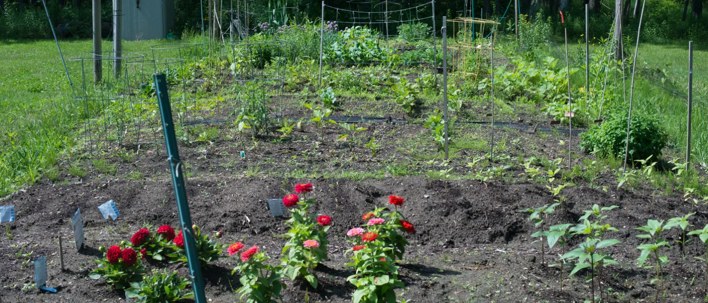 community garden blooming