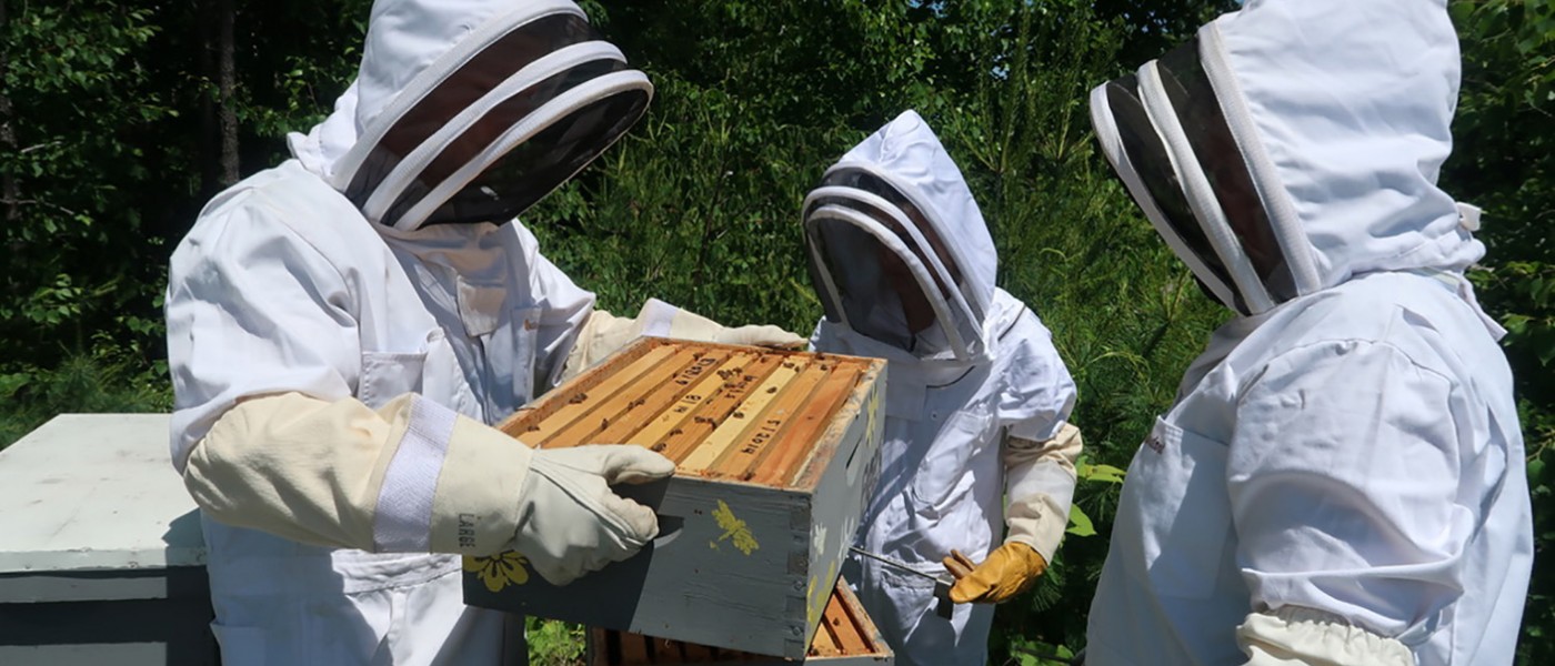 U N E staff work on the Bee Hives