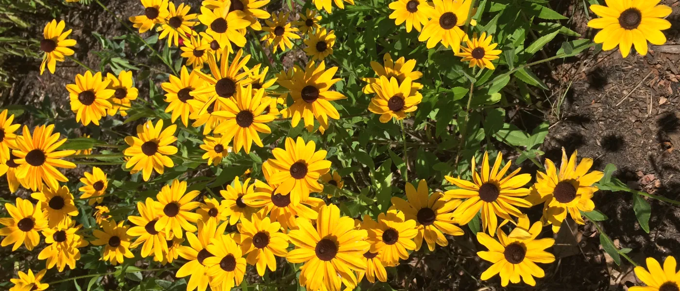 Black eyed susan
