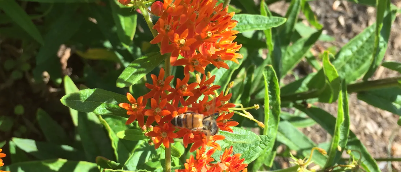 Milkweed plant with butterful on the U N E biddeford campus native garden