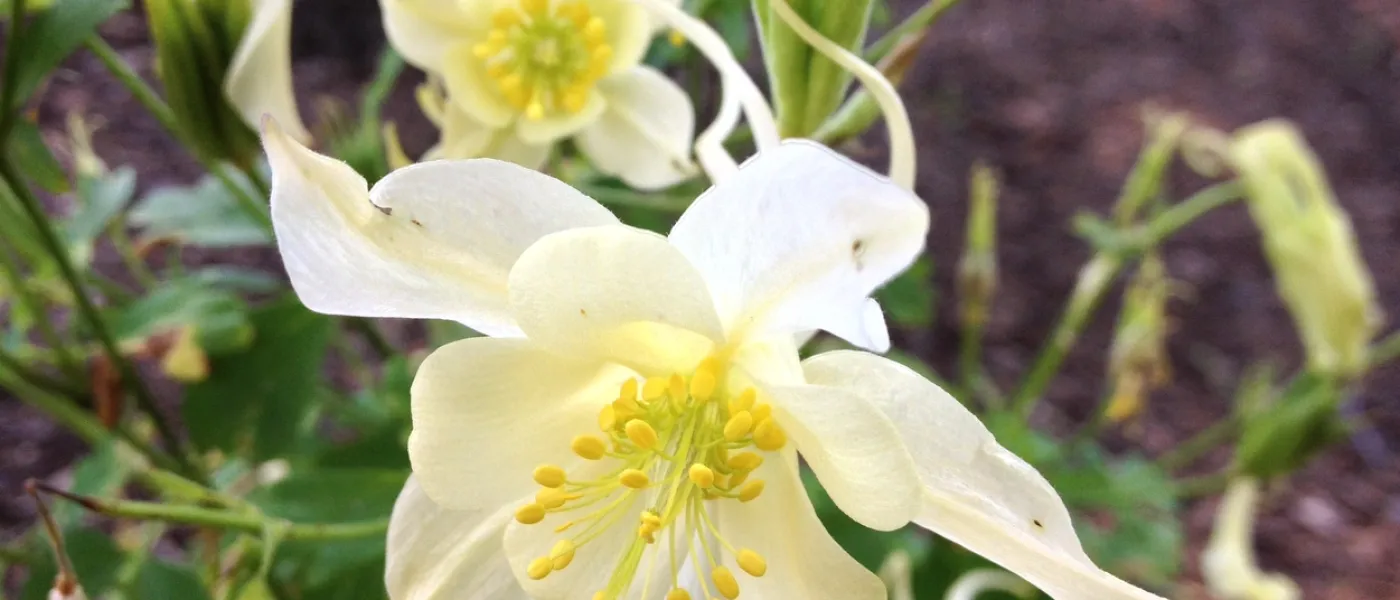 Columbine flower
