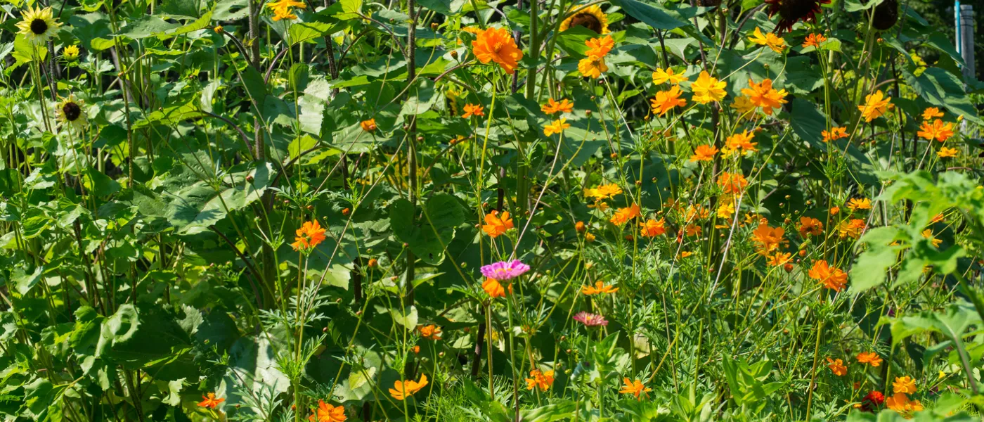 community garden orange and pink flowers