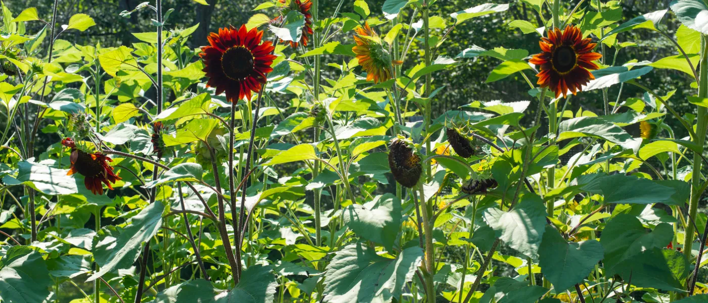 community garden maroon florals