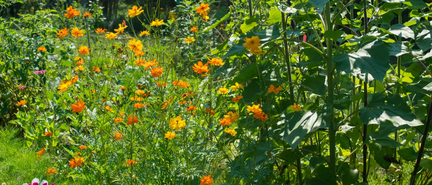 community garden orange and white flowers