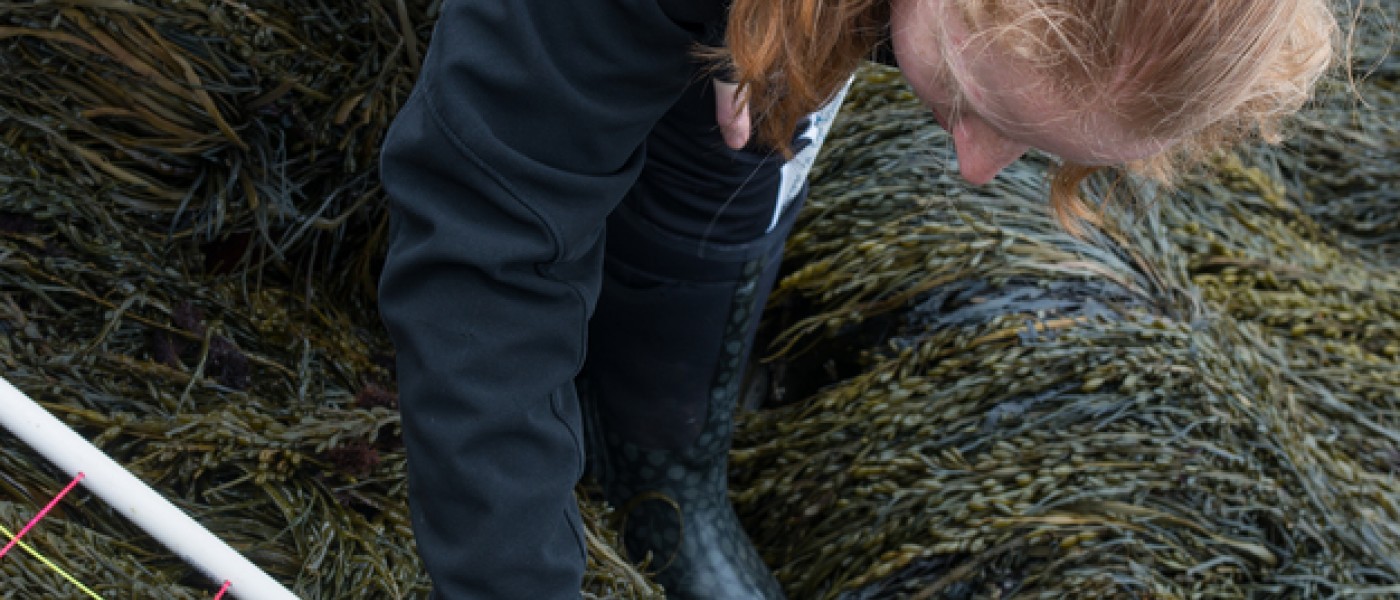 A female student examines intertidal life