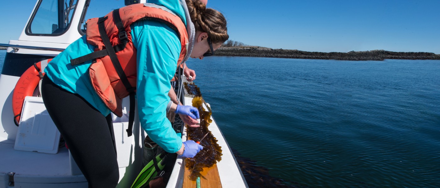 Students work on a boat in an ocean kelp farm