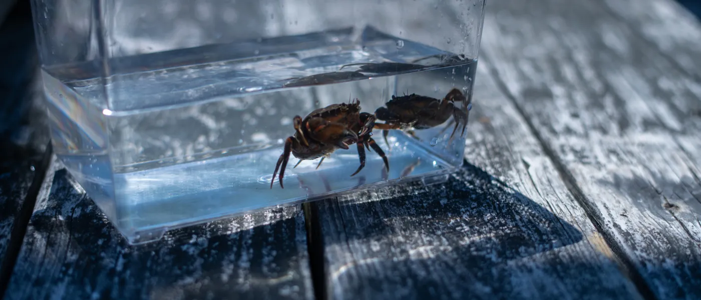 Two green crabs in an aquarium