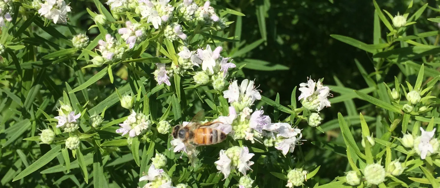 Mountain mint flowers and bees in U N E's native prairie garden