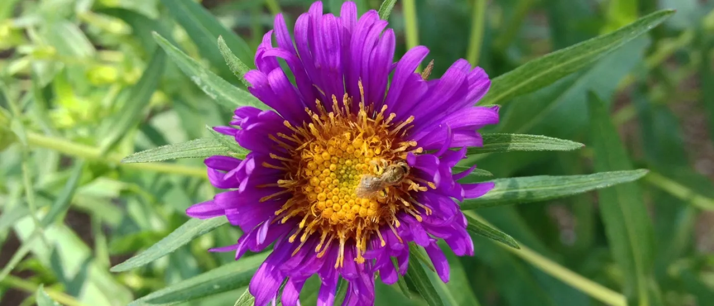 new england aster