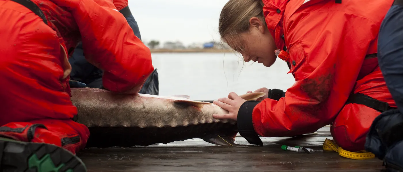 Two U N E students in red jackets measure a large sturgeon