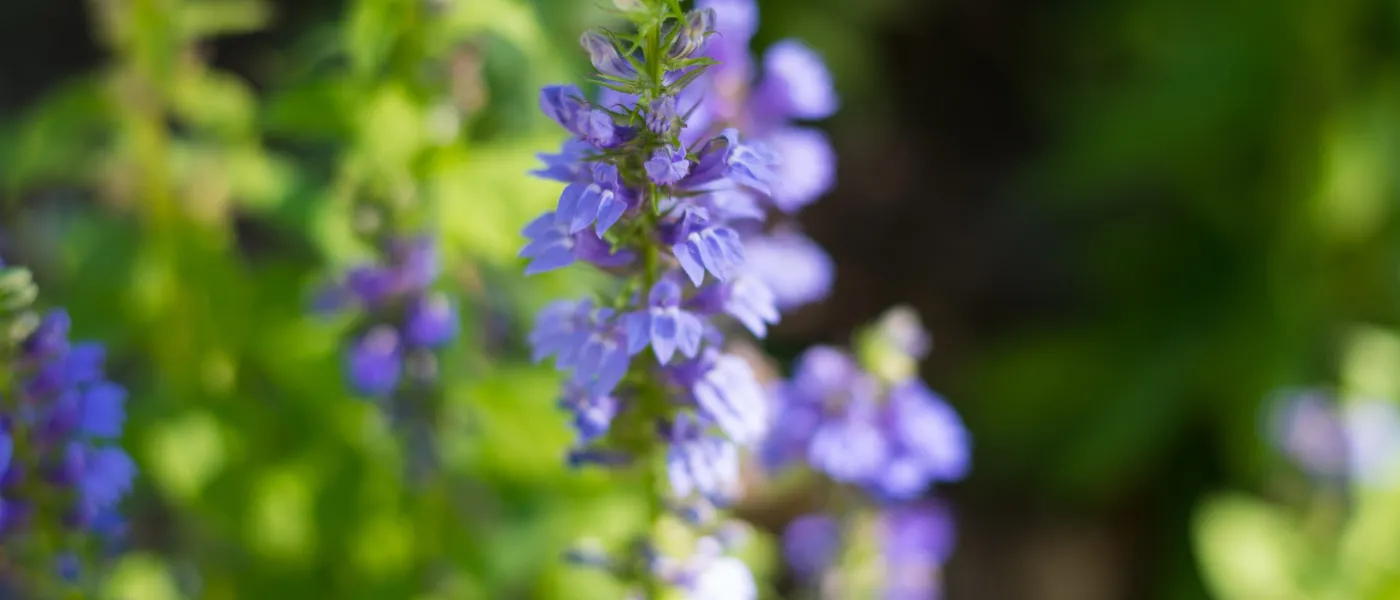 purple flower