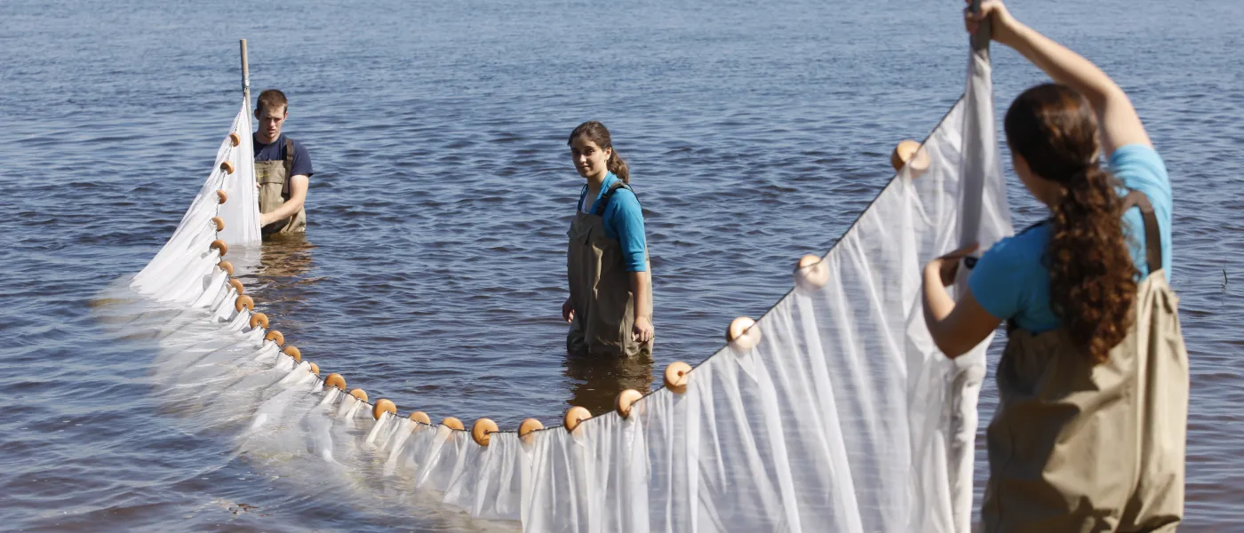U N E students extend a long net to trap fish swimming in the Saco River