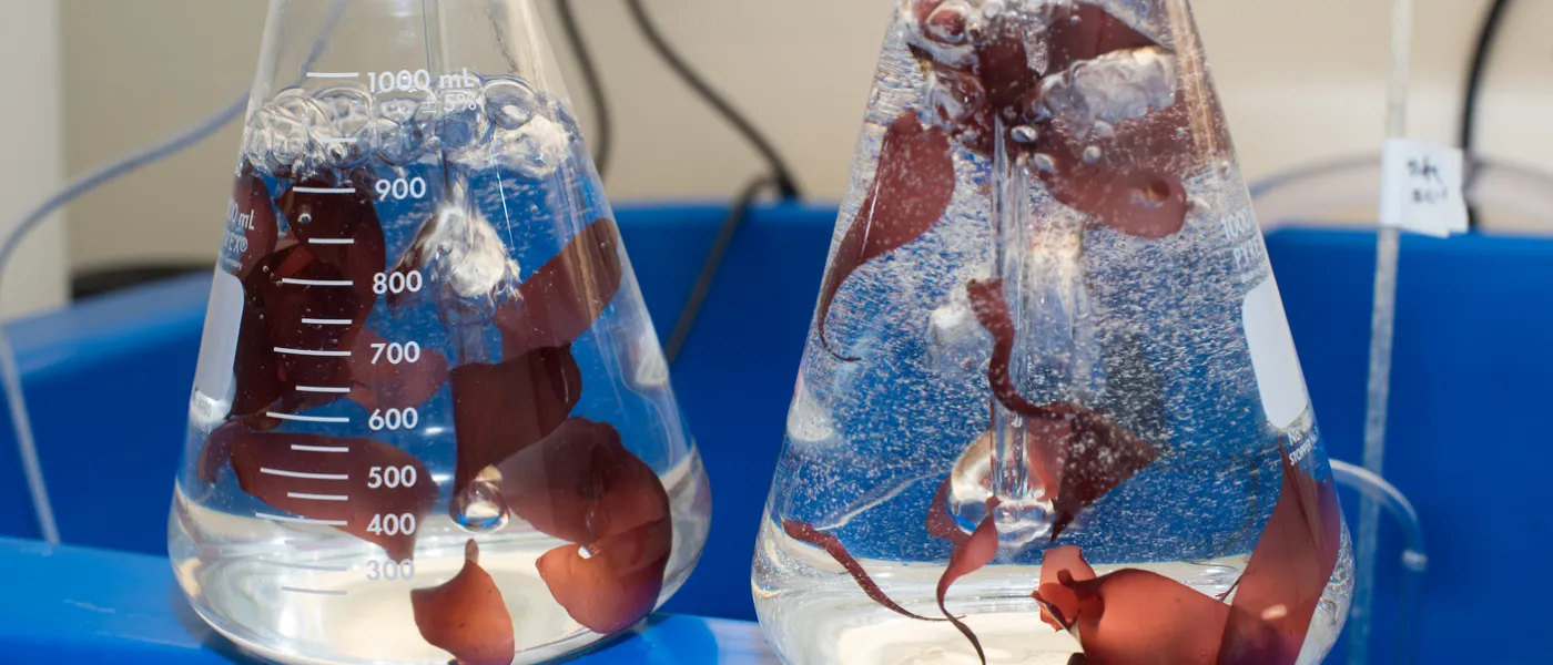 Two beakers with seaweed