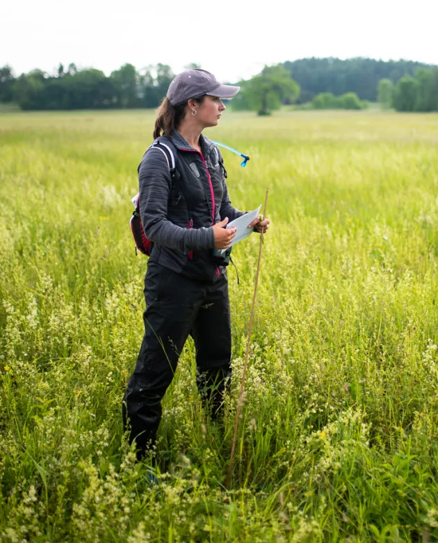 A student in a field for hands-on Bobolink bird research