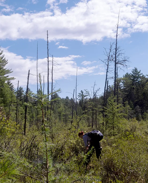 Maya Gilpren surveying the bog for the northern bog lemming