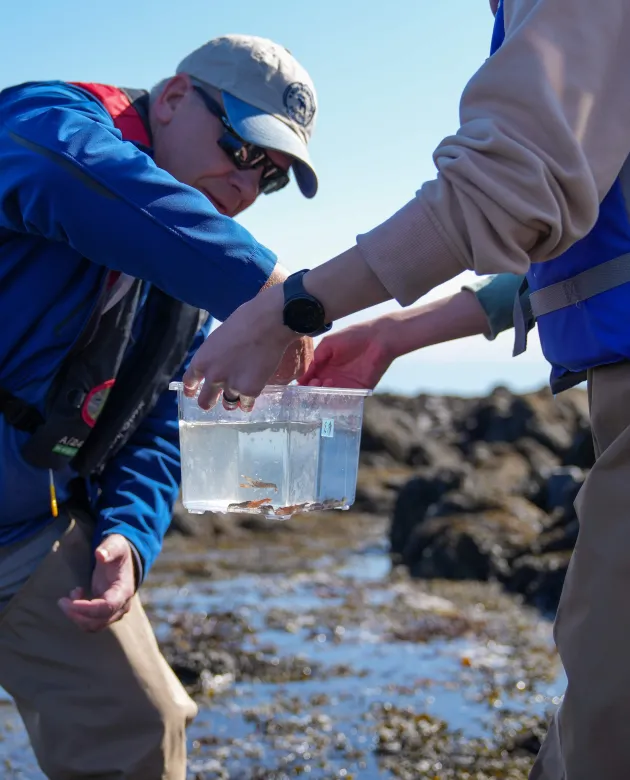 Frederich picks up a juvenile lobster from the tank 