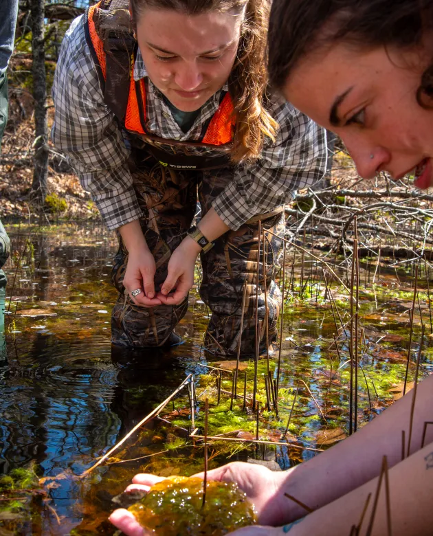 Environmental studies students examine salamander eggs in the forest