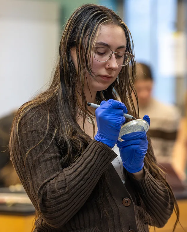 A student wearing rubber gloves uses a permanent marker to count the number of yeast colonies in their petri dish
