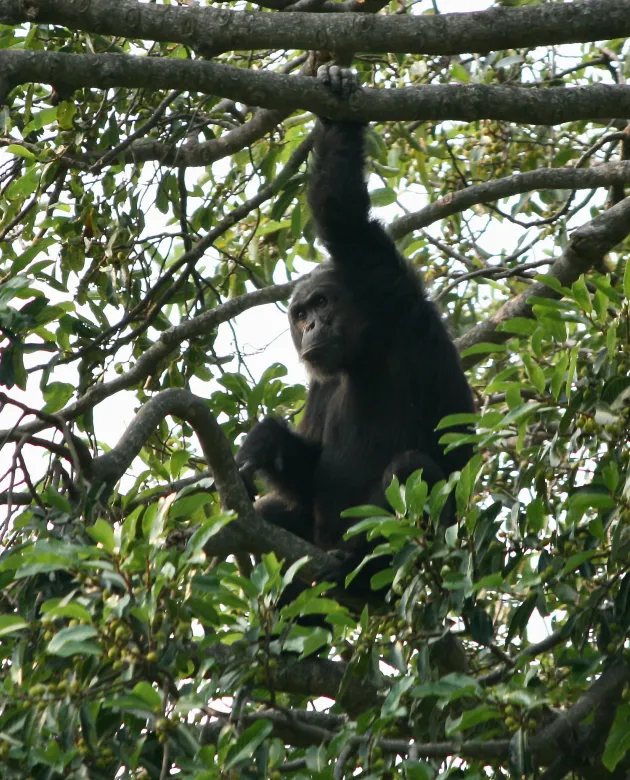 A chimpanzee hangs from a tree