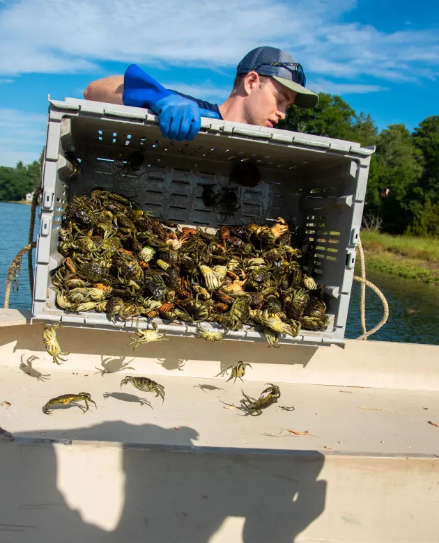 Martine empties a tub of crabs for sorting