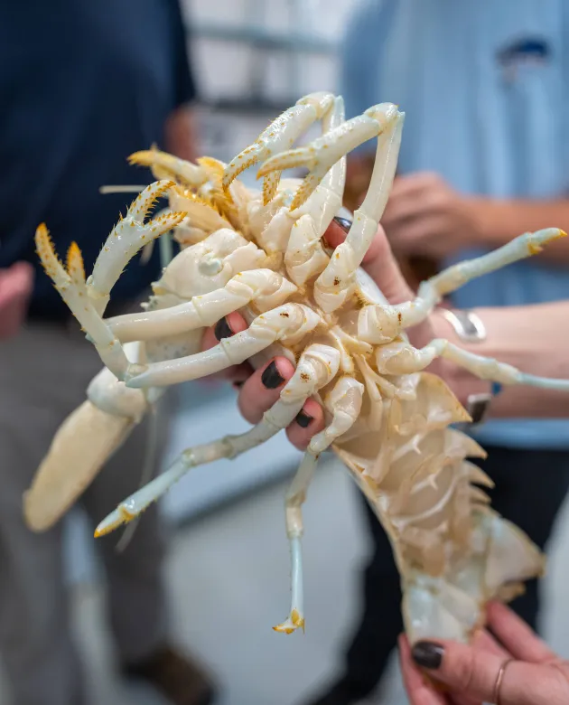 Underside of an albino lobster showing exoskeletal structure