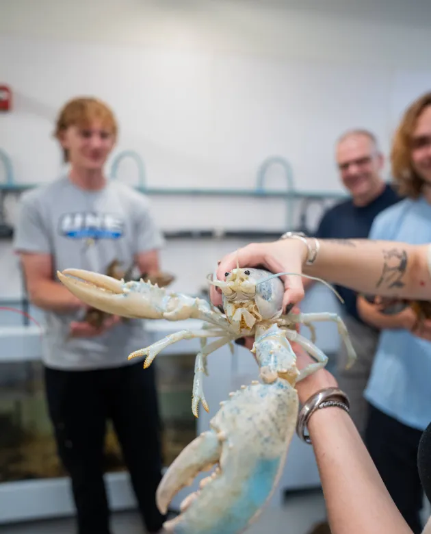 A person holds an albino lobster