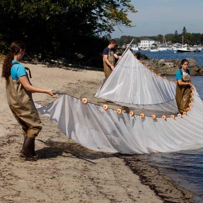 students pull a net out of the water on the ocean