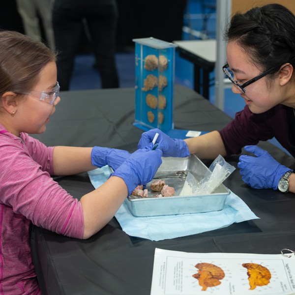 A U N E student helps a child participant at the brain fair event