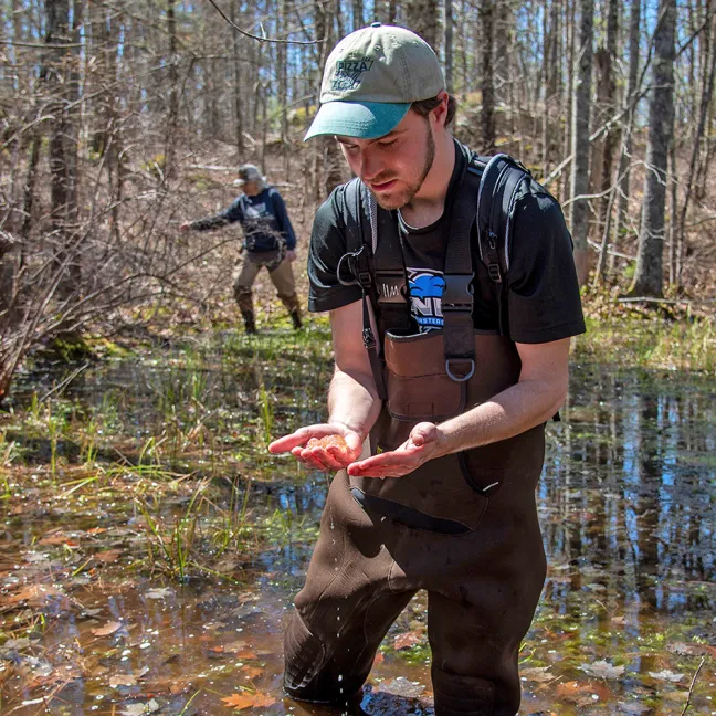 A student stands in a vernal pool wearing waiters and holds a mass of frog eggs