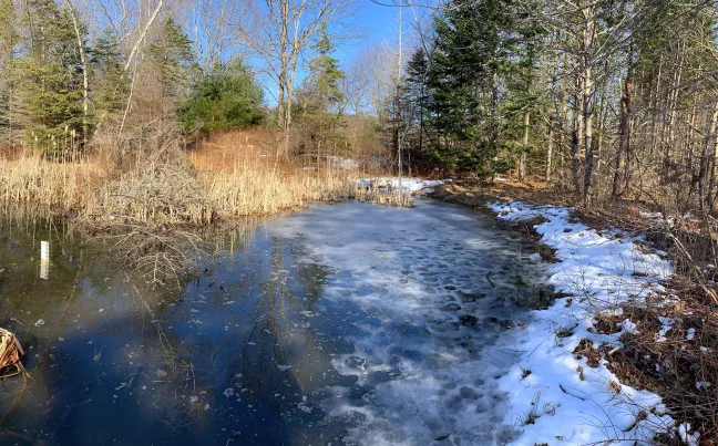 Large vernal pool in UNE's forest